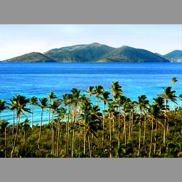 nestled within a grove of palm trees by the sea shore